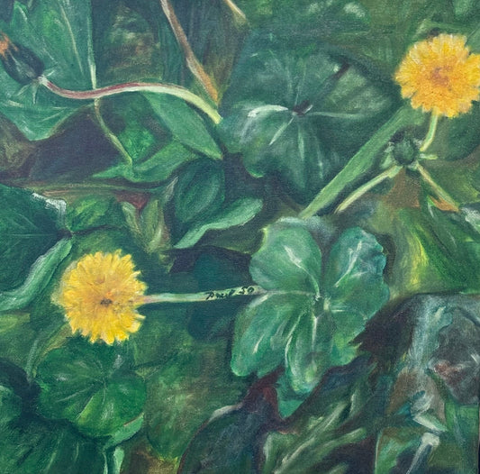 SOLGT Mælkebøtter 50 x 50